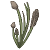 Reeds