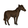 Mule
