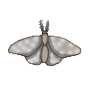 Moth
