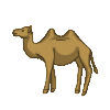 Camel