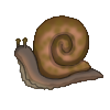 Snail