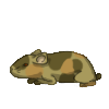 Hamster