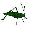 Cricket