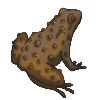 Toad