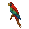 Parrot