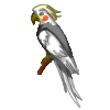 Cockatiel