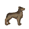 Coyote