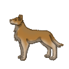 Dingo