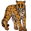 Cheetah