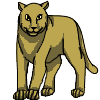 Cougar