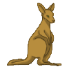 Kangaroo