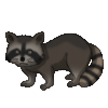 Raccoon