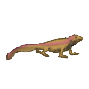Salamander