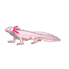 Axolotl