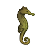 Seahorse