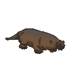 Mole