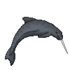 Narwhal