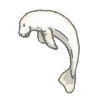 Manatee