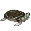 Sea Turtle