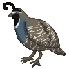 Quail