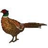 Pheasant