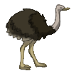 Ostrich