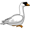 Swan