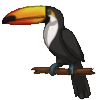 Toucan