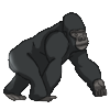 Gorilla