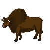 Bison