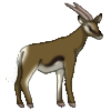 Antelope