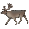 Reindeer