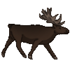 Moose