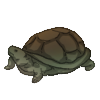 Tortoise