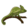 Chameleon