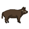 Boar