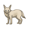 Fennec Fox