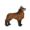 Maned Wolf