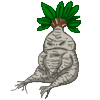 Mandrake