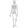 Skeleton