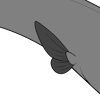 Butterfly Fins