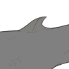 Small Dorsal Fin