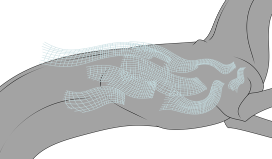 Net Cape (Sub)
