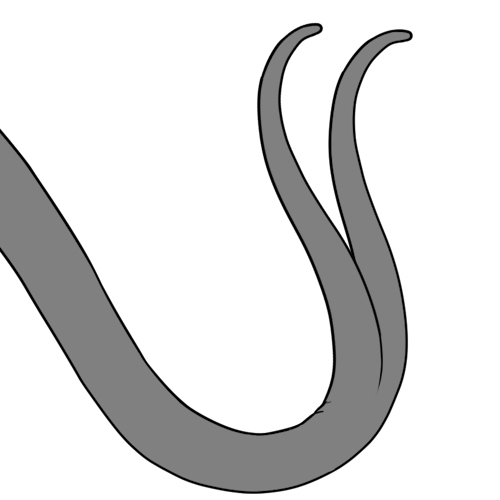 Split Tail