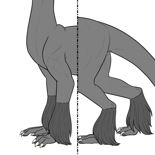 Long Leg Fur (Kiji)