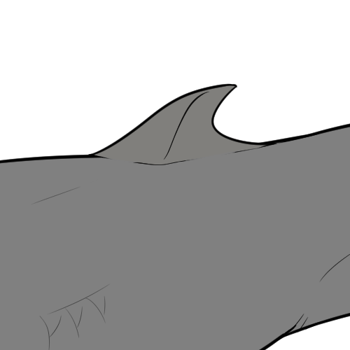 Small Dorsal Fin (Kiji)