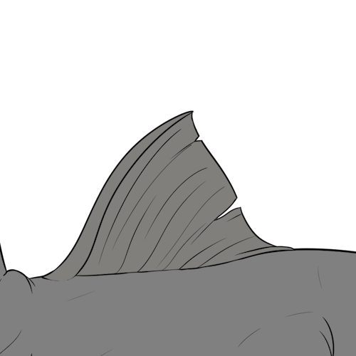 Large Dorsal Fin (Kiji)