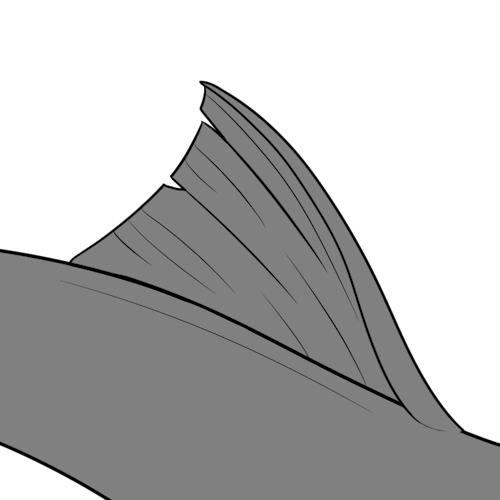 Large Dorsal Fin (Sub)