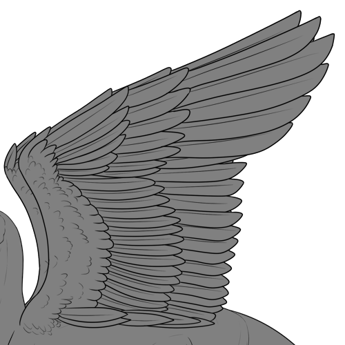 Bird Wings