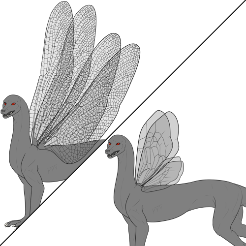 Insect Wings